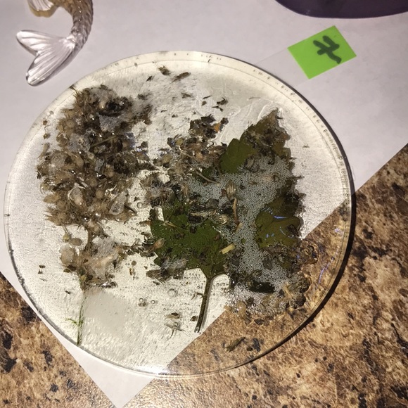 Epoxy Resin Catnip Coaster New - Picture 2 of 2